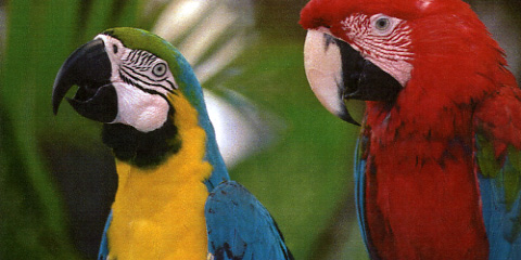 Oki MC362dn Q Foto Papagei gross