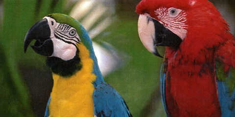 Oki MC562dnw: Etwas dunkel mit leichter Streifenbildung.