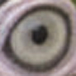 Auge des Papageis: Originalvorlage.