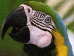 Papageieinkopf