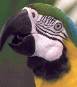 Bild 5: Ausschnittvergrösserung Papagei HP Photosmart