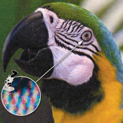 Farbdruck: Hochglanzdruck.