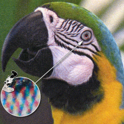 Farbdruck: Beste Qualität.