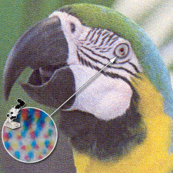 Farbdruck: Tonersparmodus.