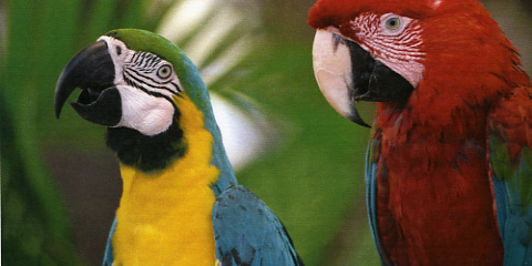 Samsung CLX-6260FW Q Foto Papagei gross