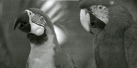 Samsung M4025ND Q Foto Papageien