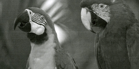 Samsung Xpress M2825ND Q Foto Papageien