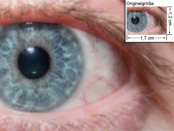 Armor/Geha-Tinte: Auge (siehe Bild oben, kleines Auge in Bildmitte) in rund 18facher Vergrößerung.