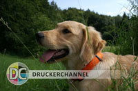 Vorlage Original Foto 10x15 cm Hund Postkarte Drucktempo