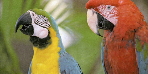 Xerox Phaser 7100 Q Foto Papageien Fotomodus