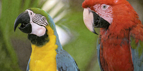 Xerox Phaser 7100 Q Foto Papageien optimiert