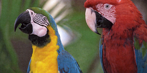 Xerox Phaser 7800 GX Q Foto Papageien