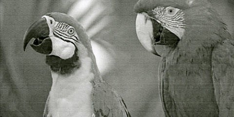 Xerox Workcentre 3615 Q Foto Papageien