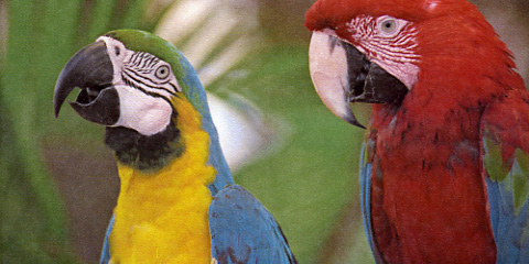 Xerox Workcentre 6605V/DN: Etwas blass.